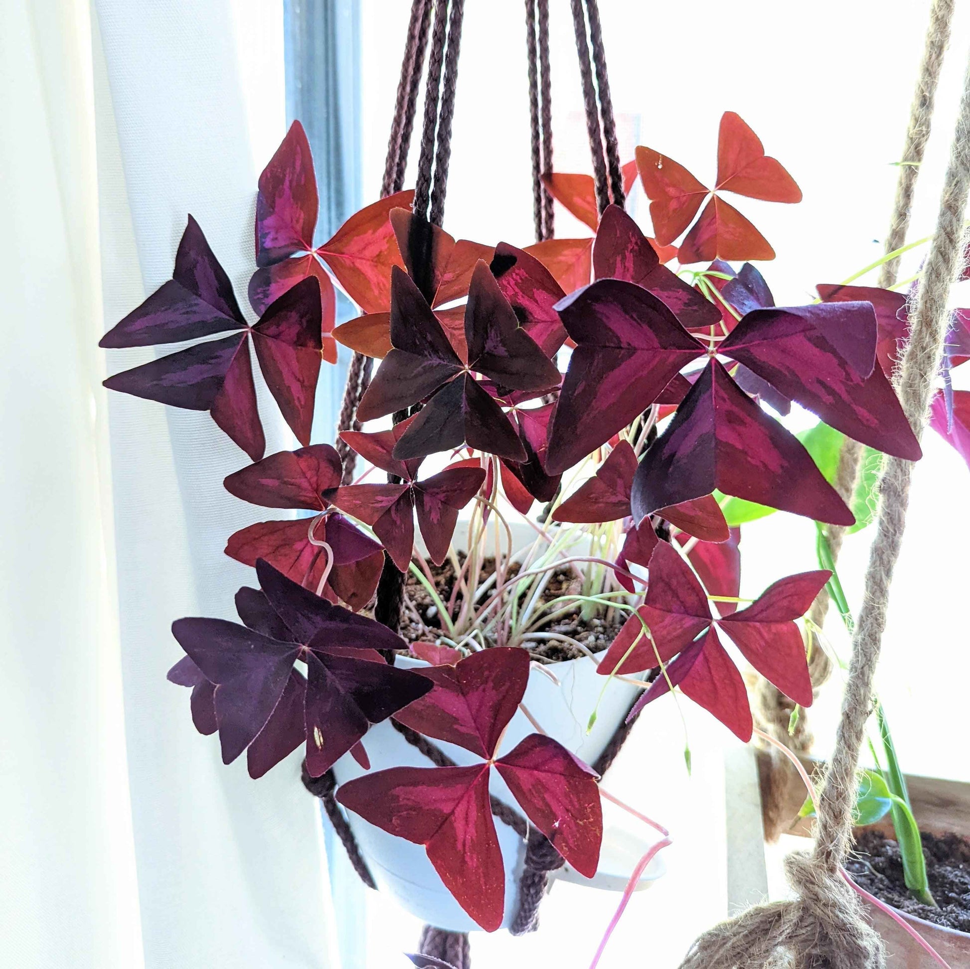 Hanging Oxalis with dark purple and red marbled four- to five-lobed leaves