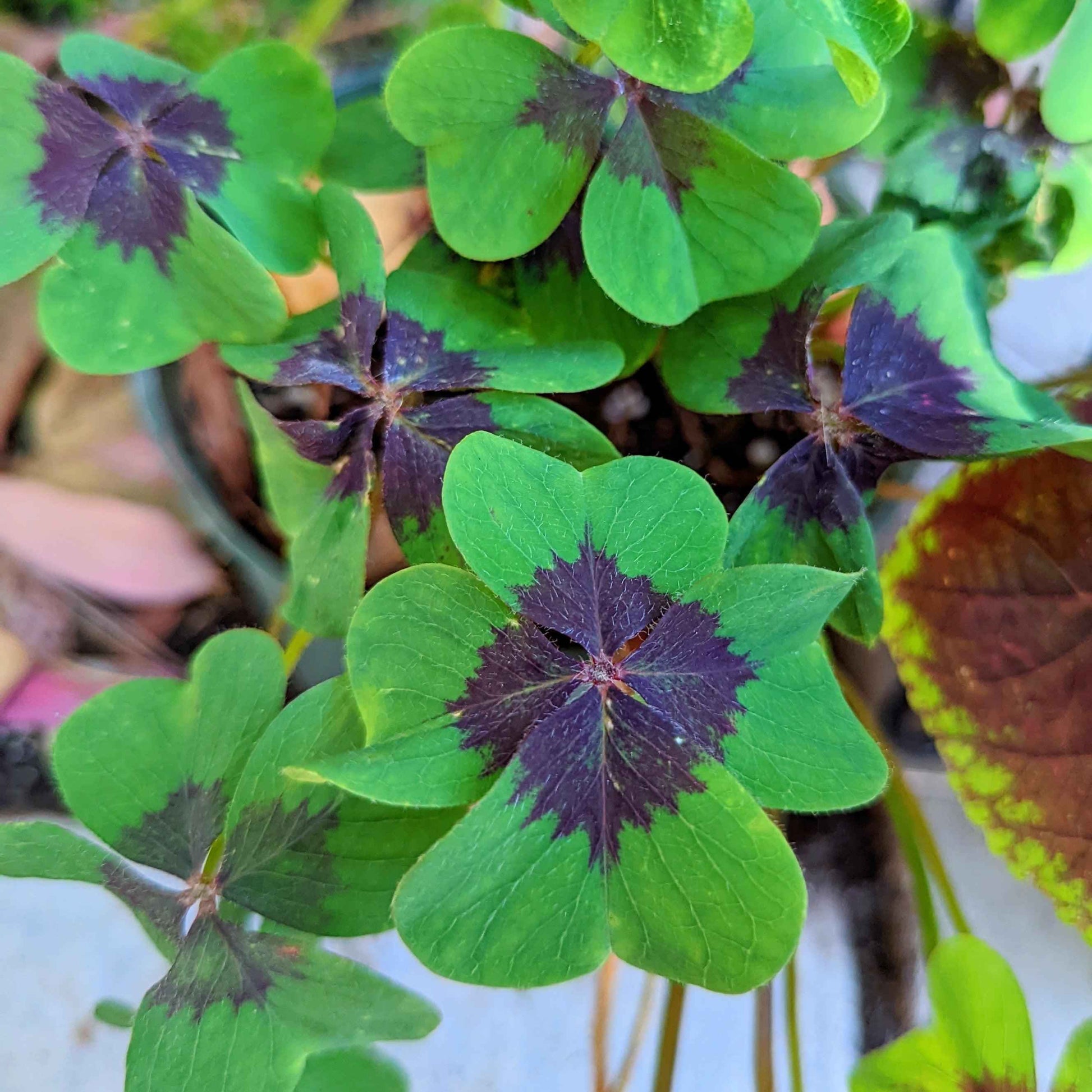 Oxalis leaves with dark purple star center and green outer edges