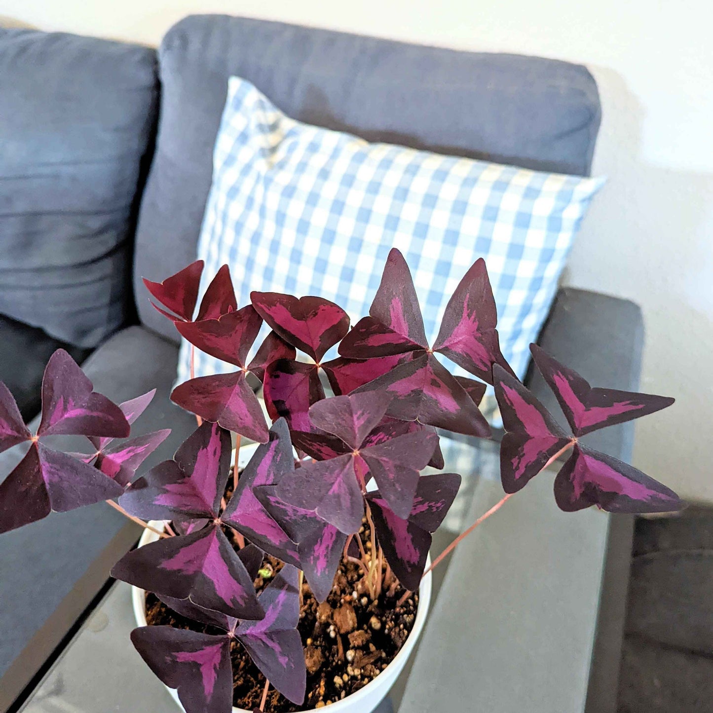 Oxalis plant with deep purple marbled clover leaves growing in pot