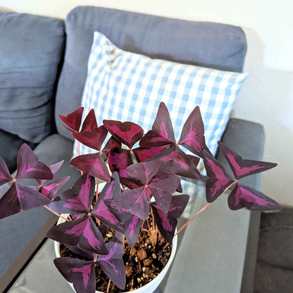 Oxalis plant with deep purple marbled clover leaves growing in pot