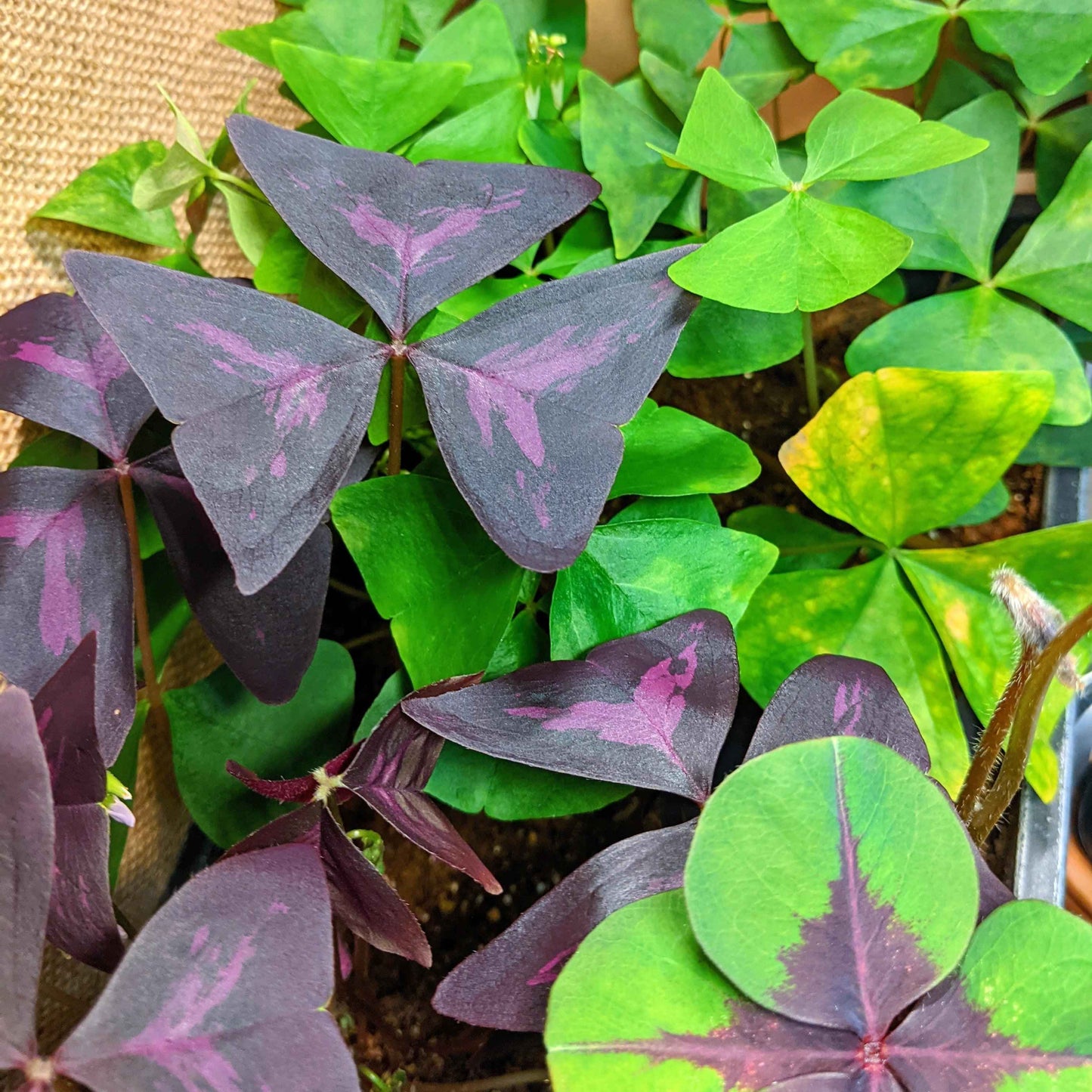 Oxalis triangular leaves with purple centers and green halo pattern