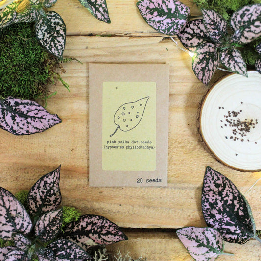 Pink polka dot seed packet, 20 seeds—hypoestes phyllostachya