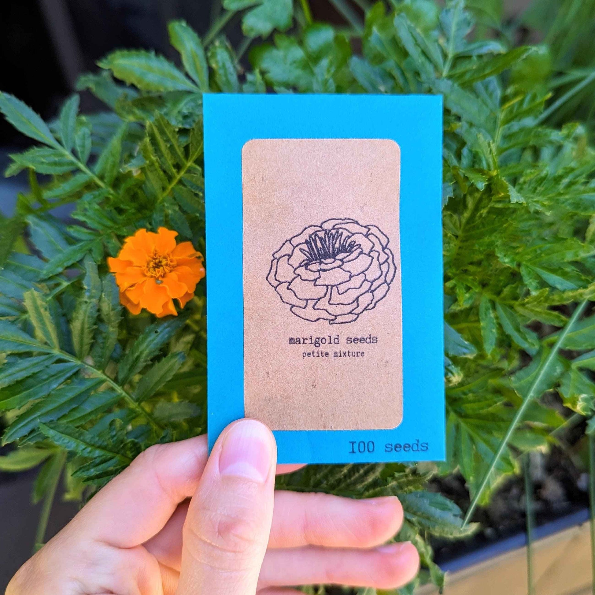 Petite Marigold Seeds seed packet held in hand; marigold illustration on front