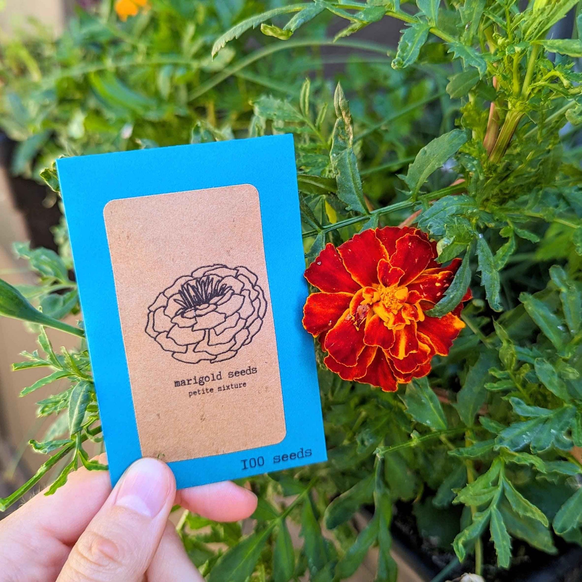 Petite Marigold Seeds seed packet with marigold blossom beside; 100 seeds