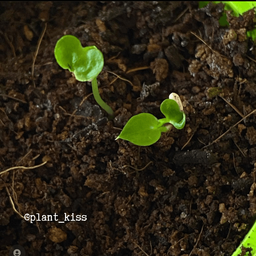 Three small green philodendron seedlings emerging from dark potting soil