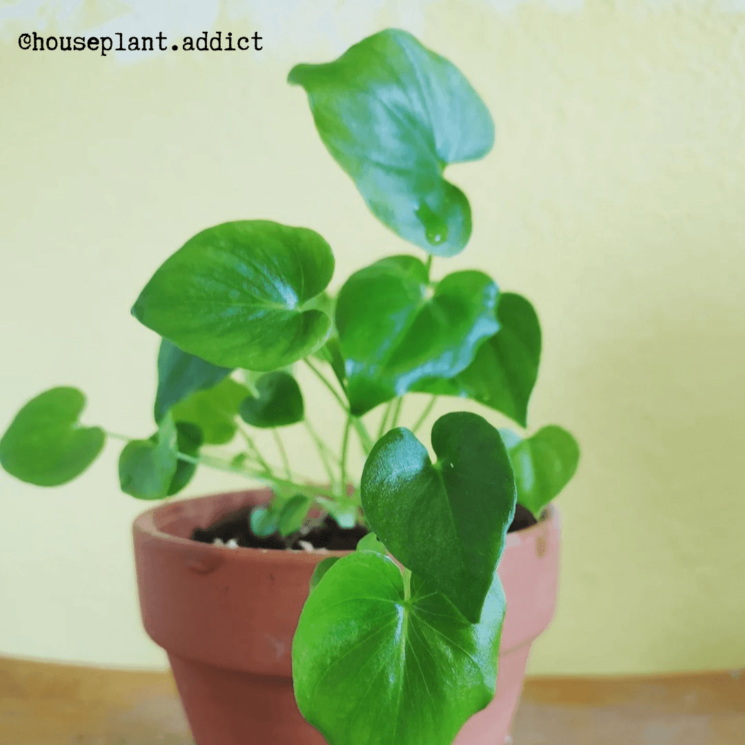 Young philodendron in a terracotta pot with several small green leaves