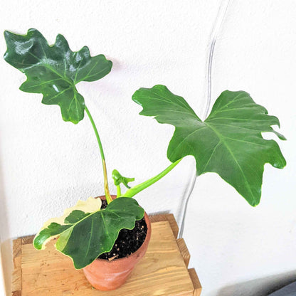 Split Leaf Philodendron plant with green lobed leaves in terracotta pot