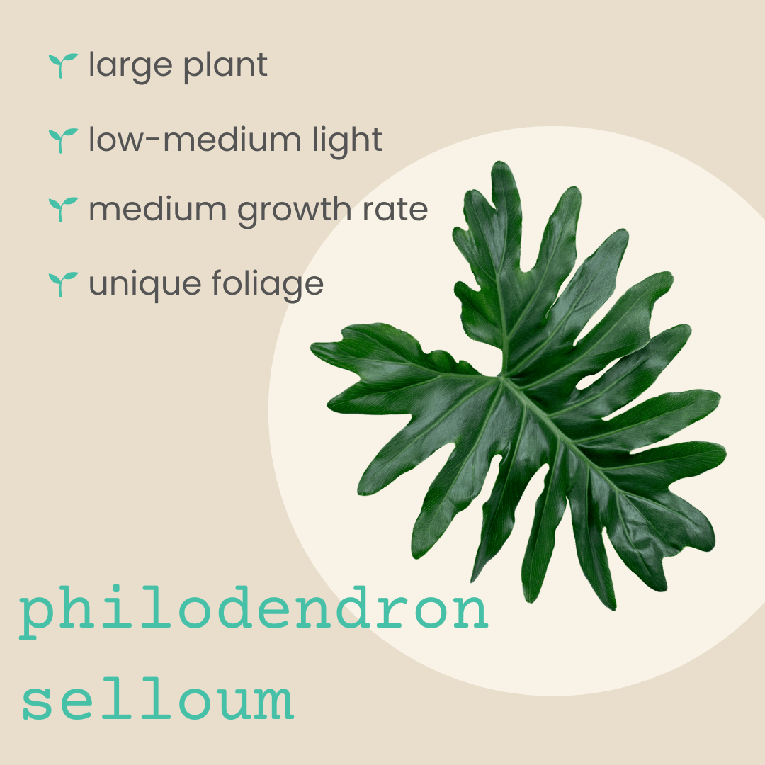 Large split-leaf philodendron foliage on a product info card