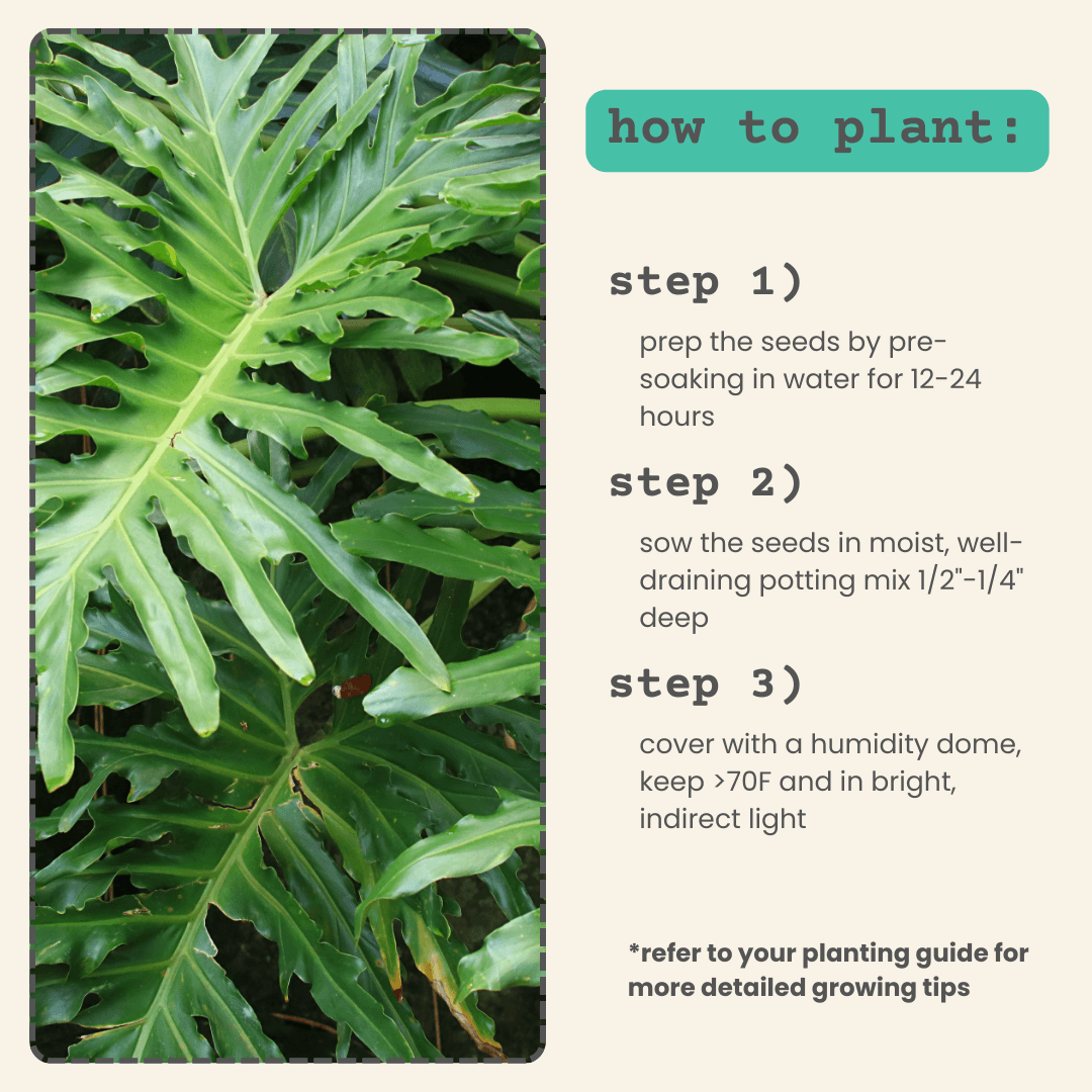 Split-leaf philodendron foliage with “how to plant” steps on the side