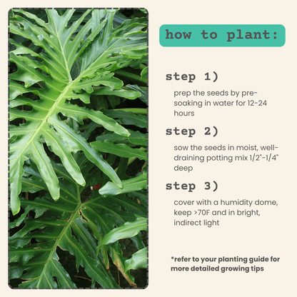 Split-leaf philodendron foliage with “how to plant” steps on the side