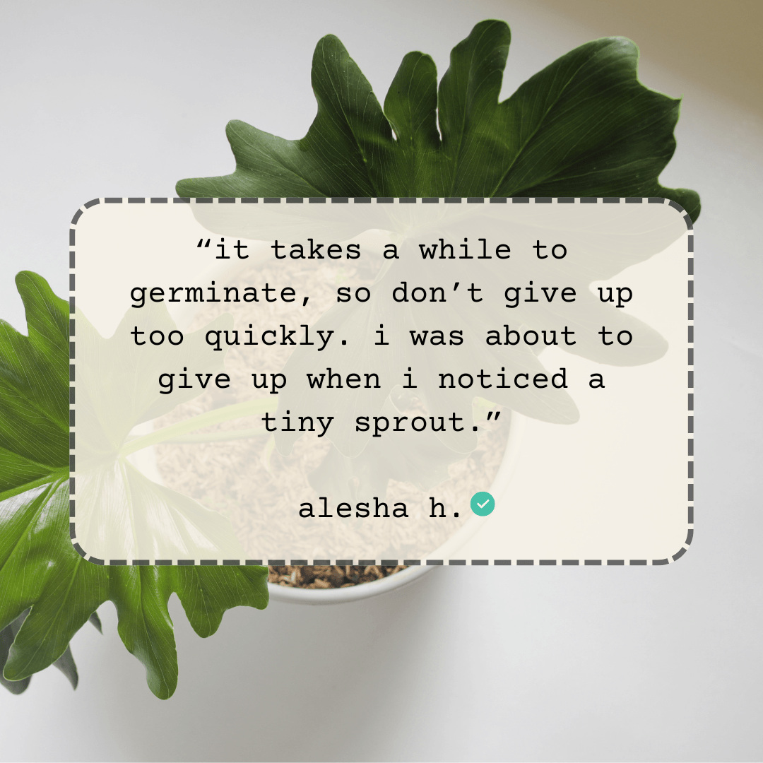 Philodendron leaf with quote bubble about waiting for a tiny sprout