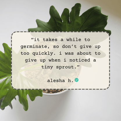 Philodendron leaf with quote bubble about waiting for a tiny sprout