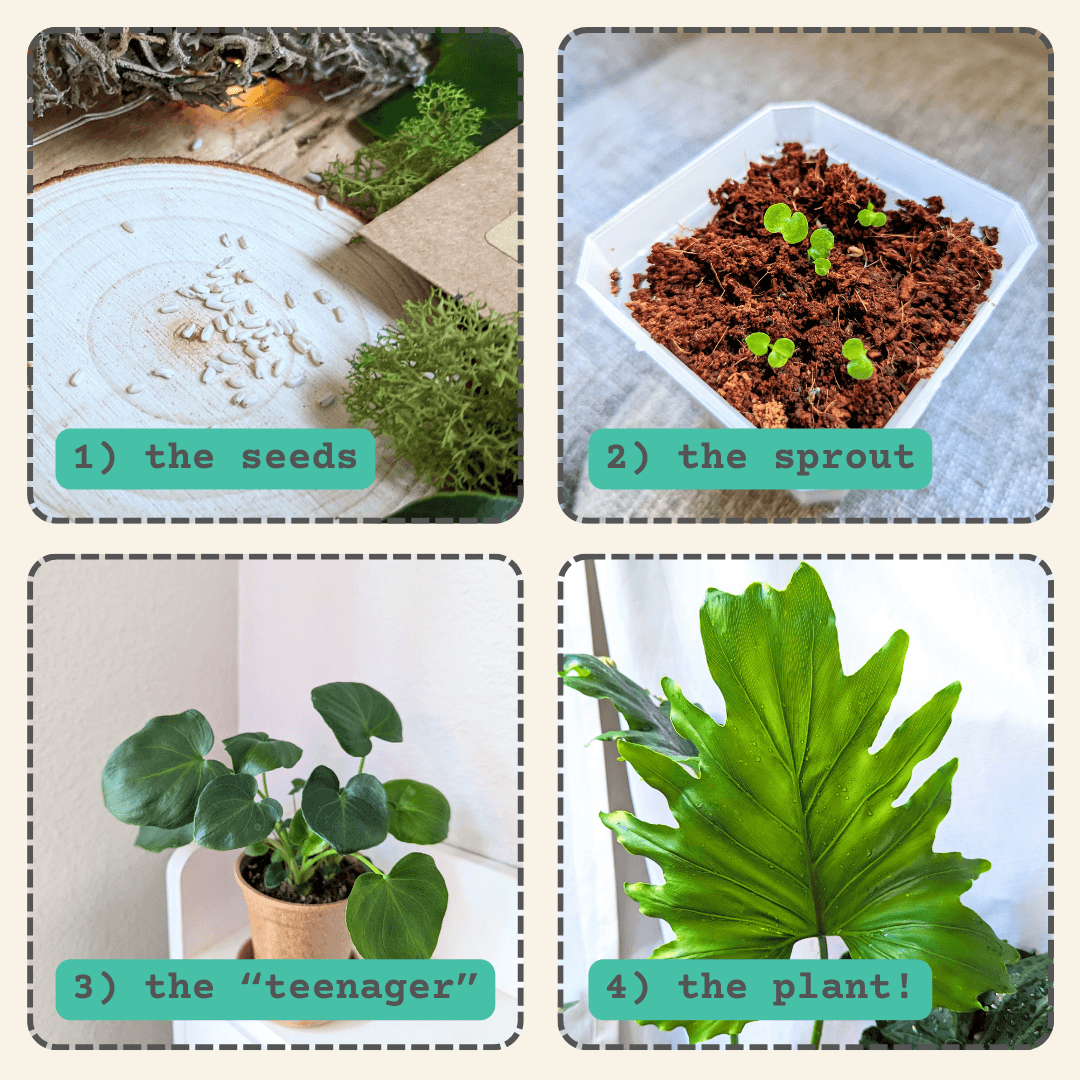 Collage of seed-to-sprout-to-plant stages for philodendron growth