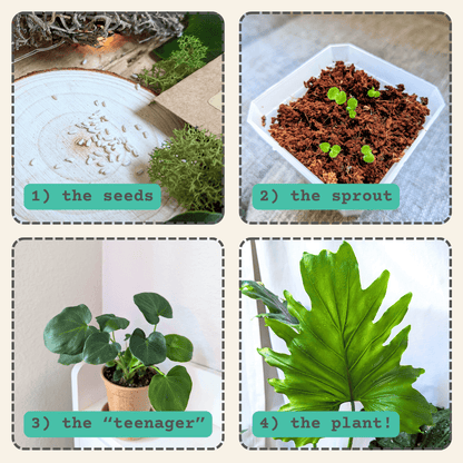 Collage of seed-to-sprout-to-plant stages for philodendron growth