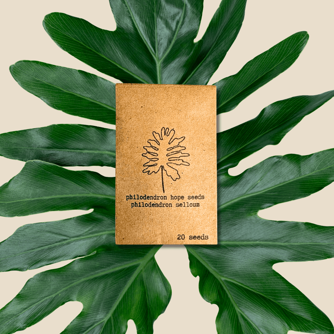 Philodendron Selloum seeds packet by Plantflix, labeled “20 seeds”