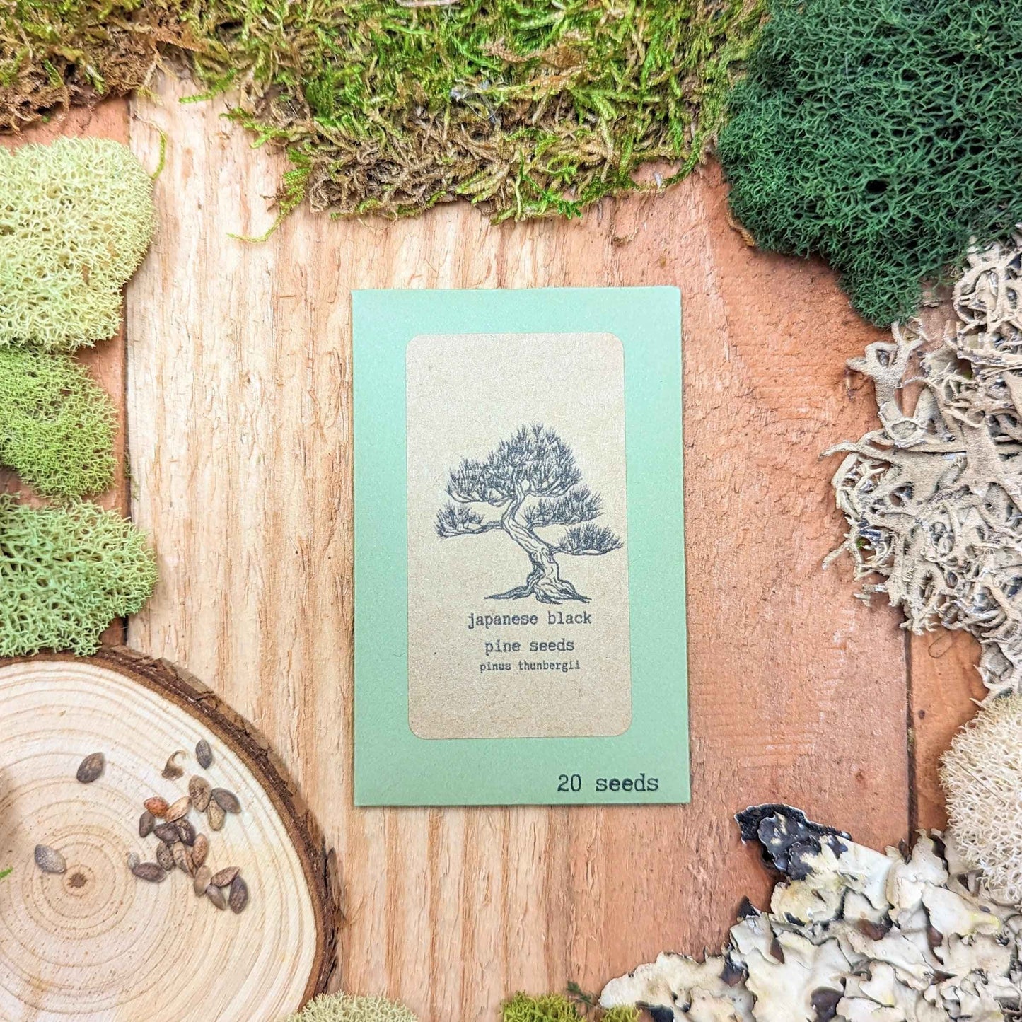 Japanese black pine seed packet with “20 seeds” label