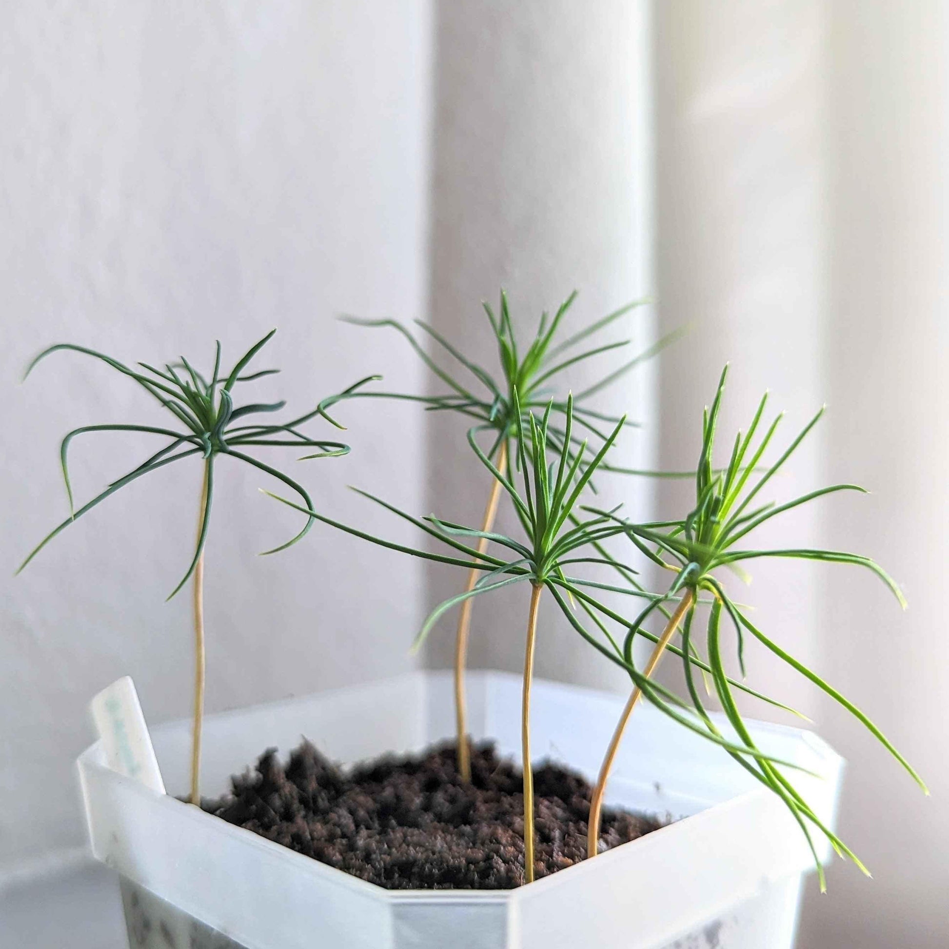 Japanese black pine seedlings in a pot, thin green needle shoots