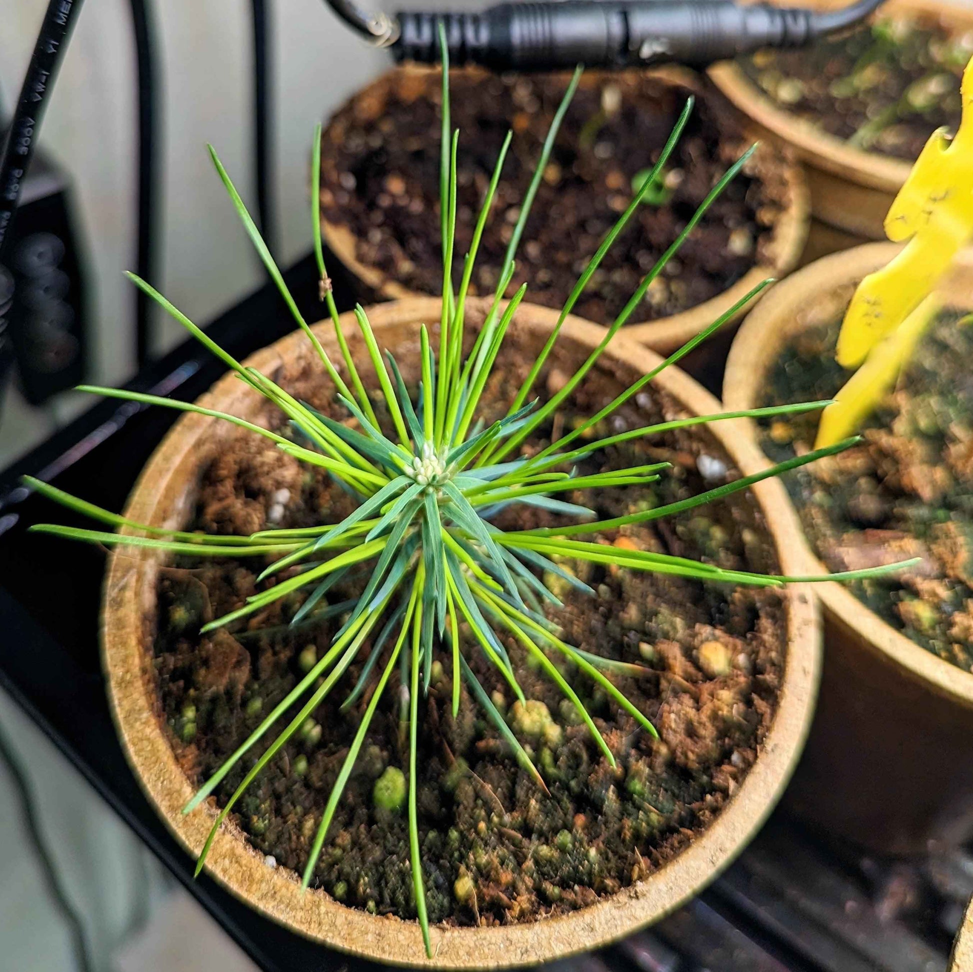 Japanese black pine seedling in a pot, long green needles over soil