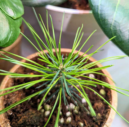 Japanese black pine seedling close-up, dense green needles in soil