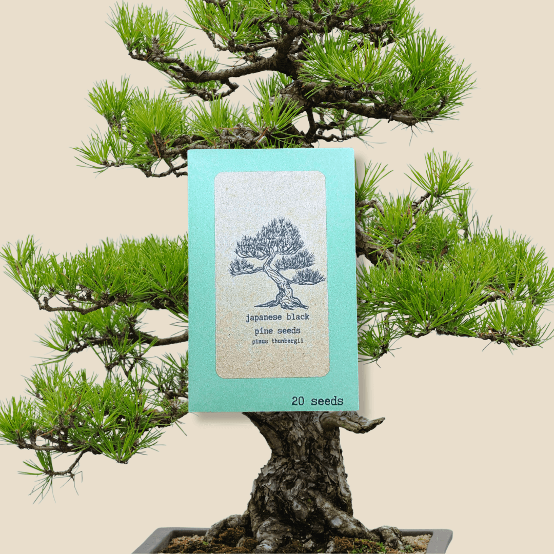Japanese black pine seed packet, 20 seeds