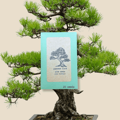 Japanese black pine seed packet, 20 seeds