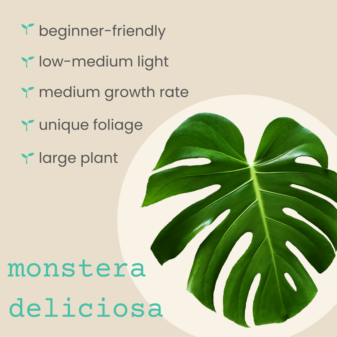 Monstera deliciosa seeds with large Monstera leaf illustration