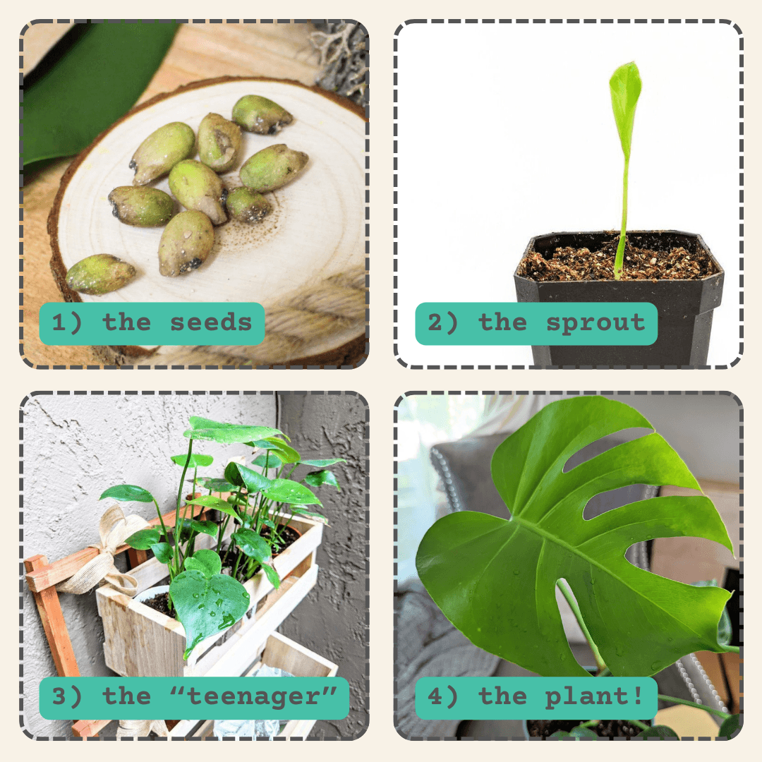 Monstera deliciosa seed growth steps: seeds, sprout, “teenager”, plant