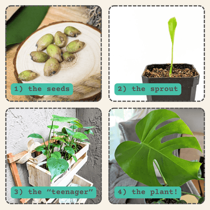 Monstera deliciosa seed growth steps: seeds, sprout, “teenager”, plant
