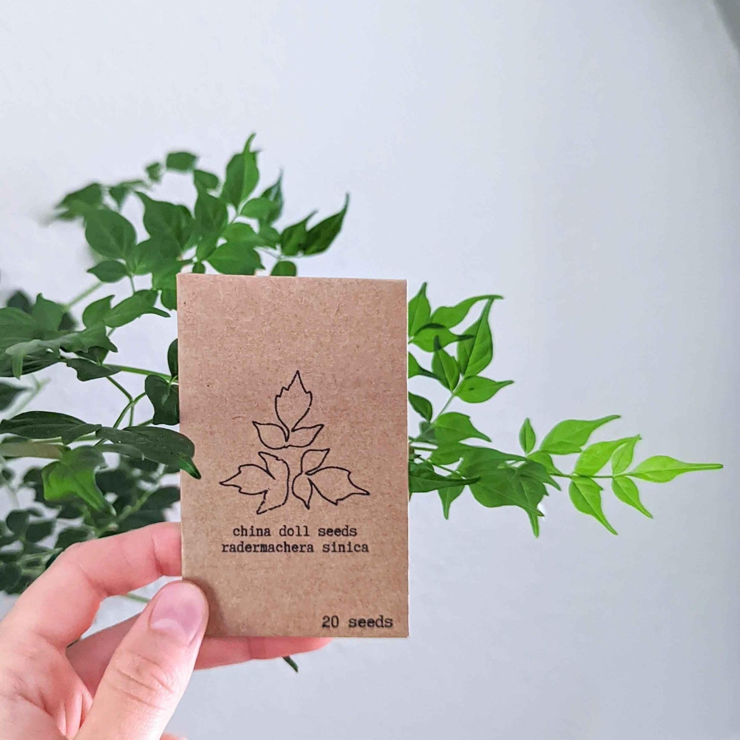 China Doll Radermachera sinica seed packet, 20 seeds
