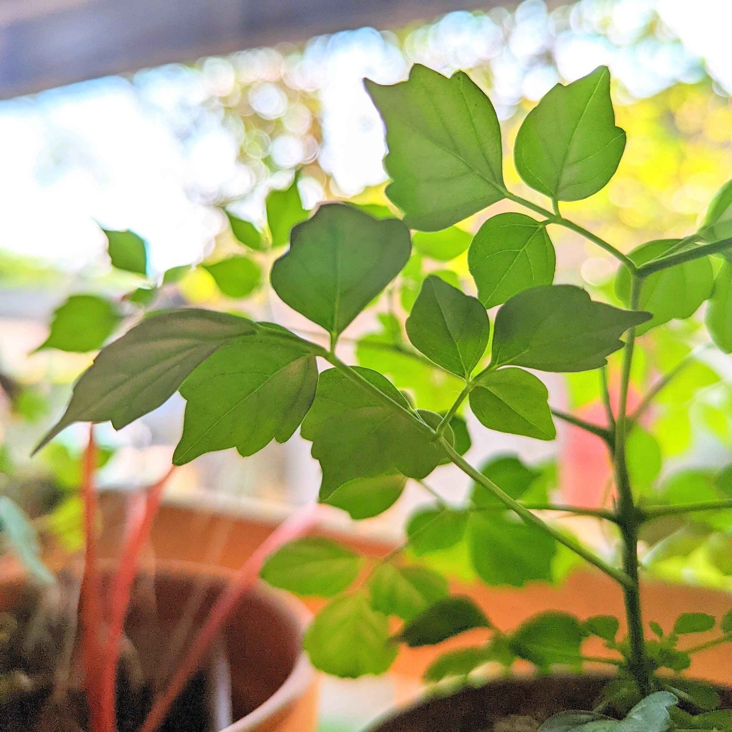 China Doll plant stem with several bright green leaves