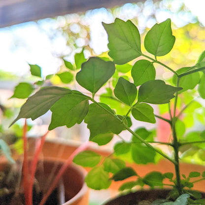 China Doll plant stem with several bright green leaves