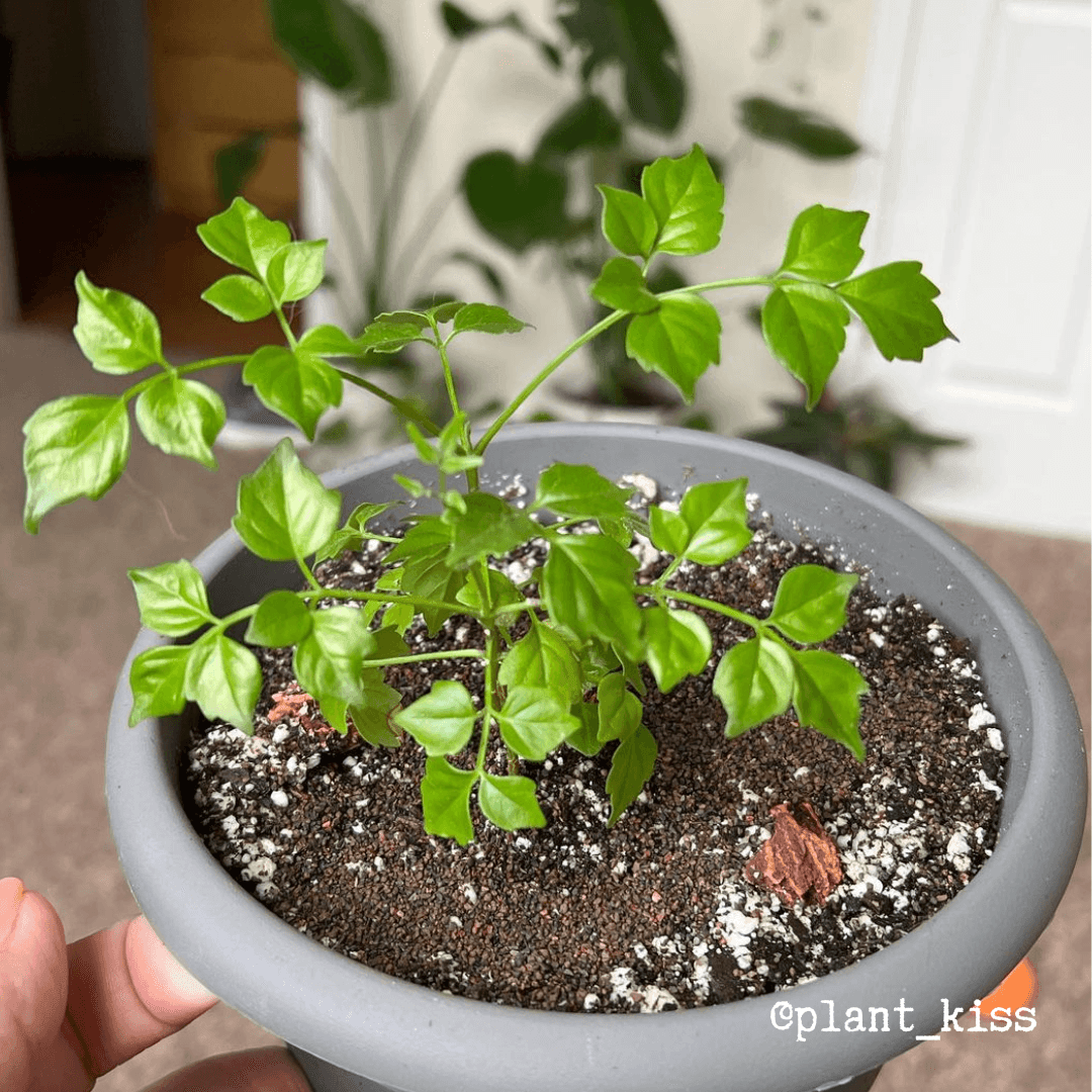 China Doll plant seedling in a gray pot with green leaves