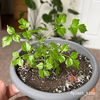China Doll plant seedling in a gray pot with green leaves