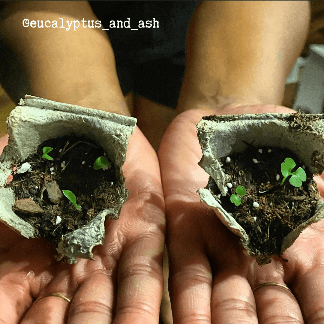 China Doll seedlings sprouting in torn paper cups held in hands