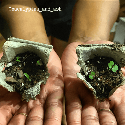 China Doll seedlings sprouting in torn paper cups held in hands