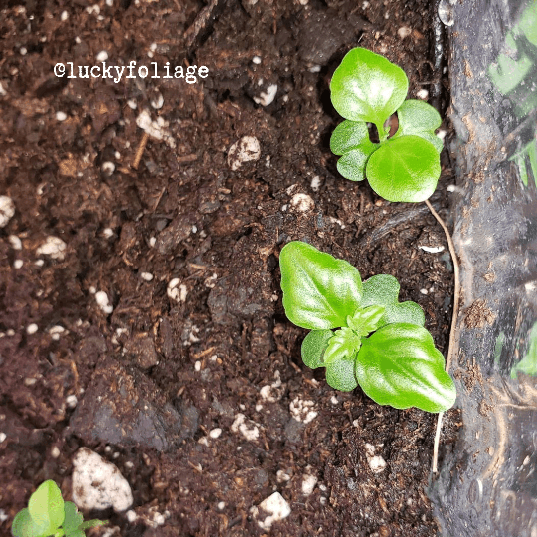 Young China Doll seedlings with bright green leaves in dark soil
