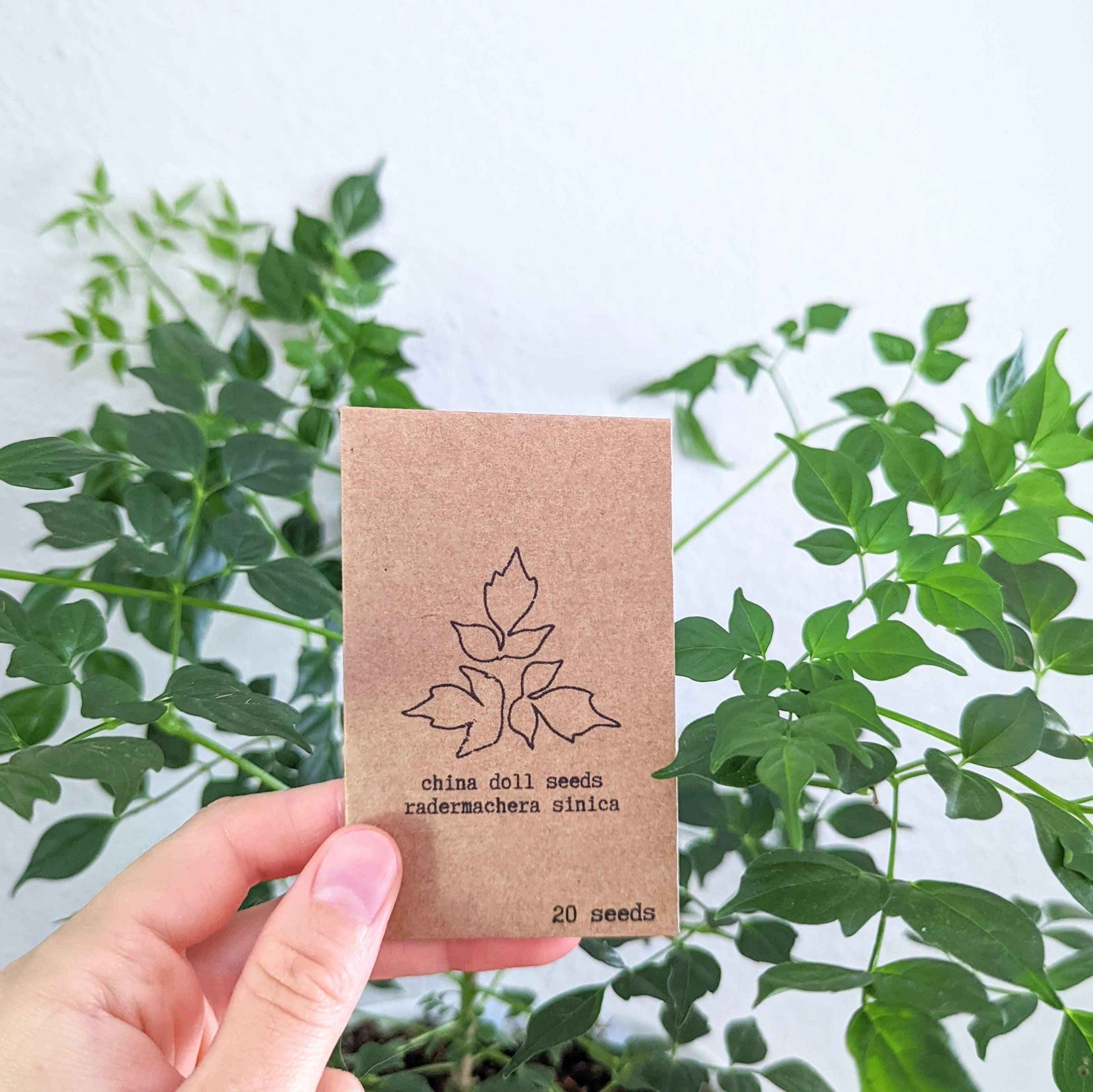 China Doll Radermachera sinica seed packet in hand, 20 seeds