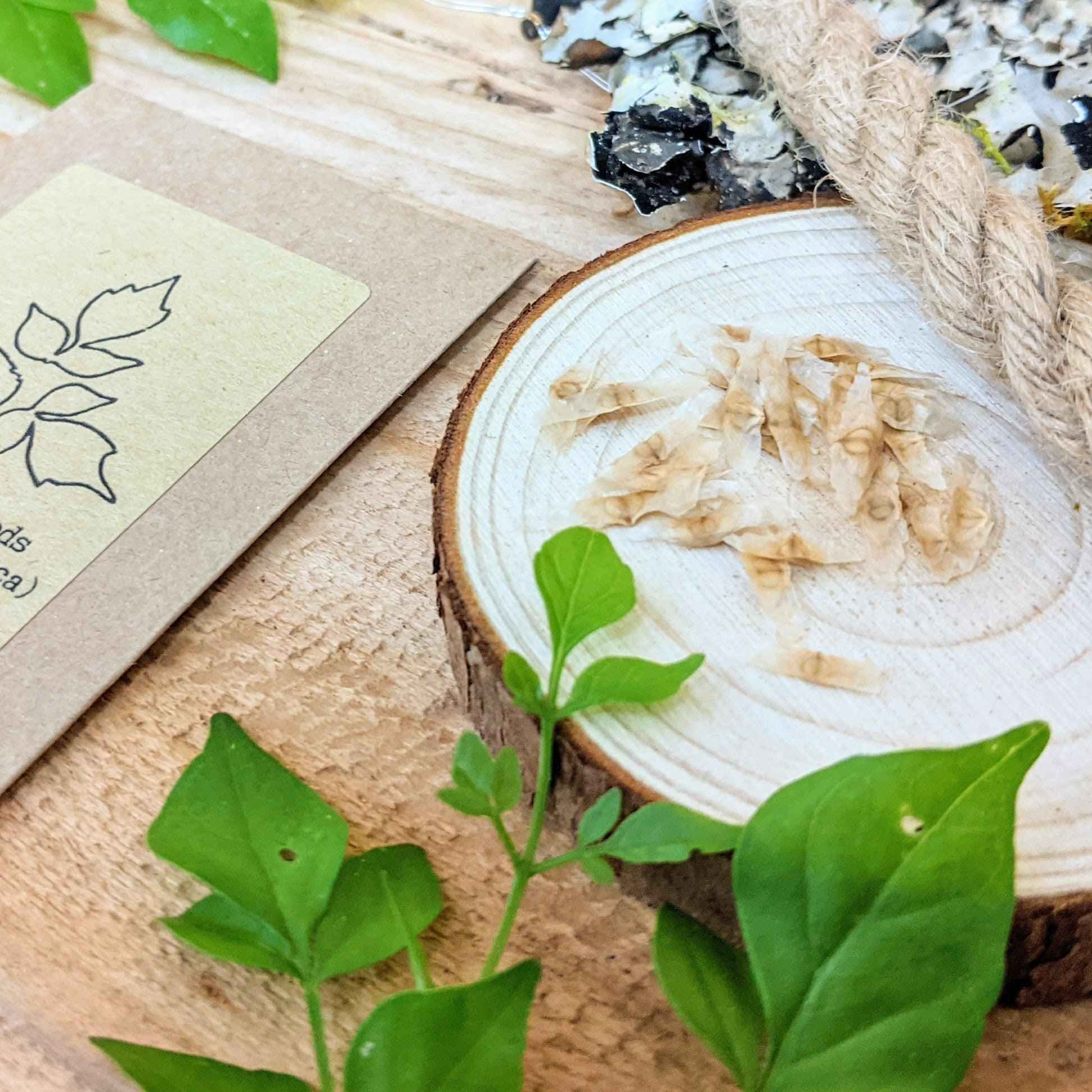 Germinating Radermachera sinica seeds with small green seedling leaves