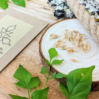 Germinating Radermachera sinica seeds with small green seedling leaves