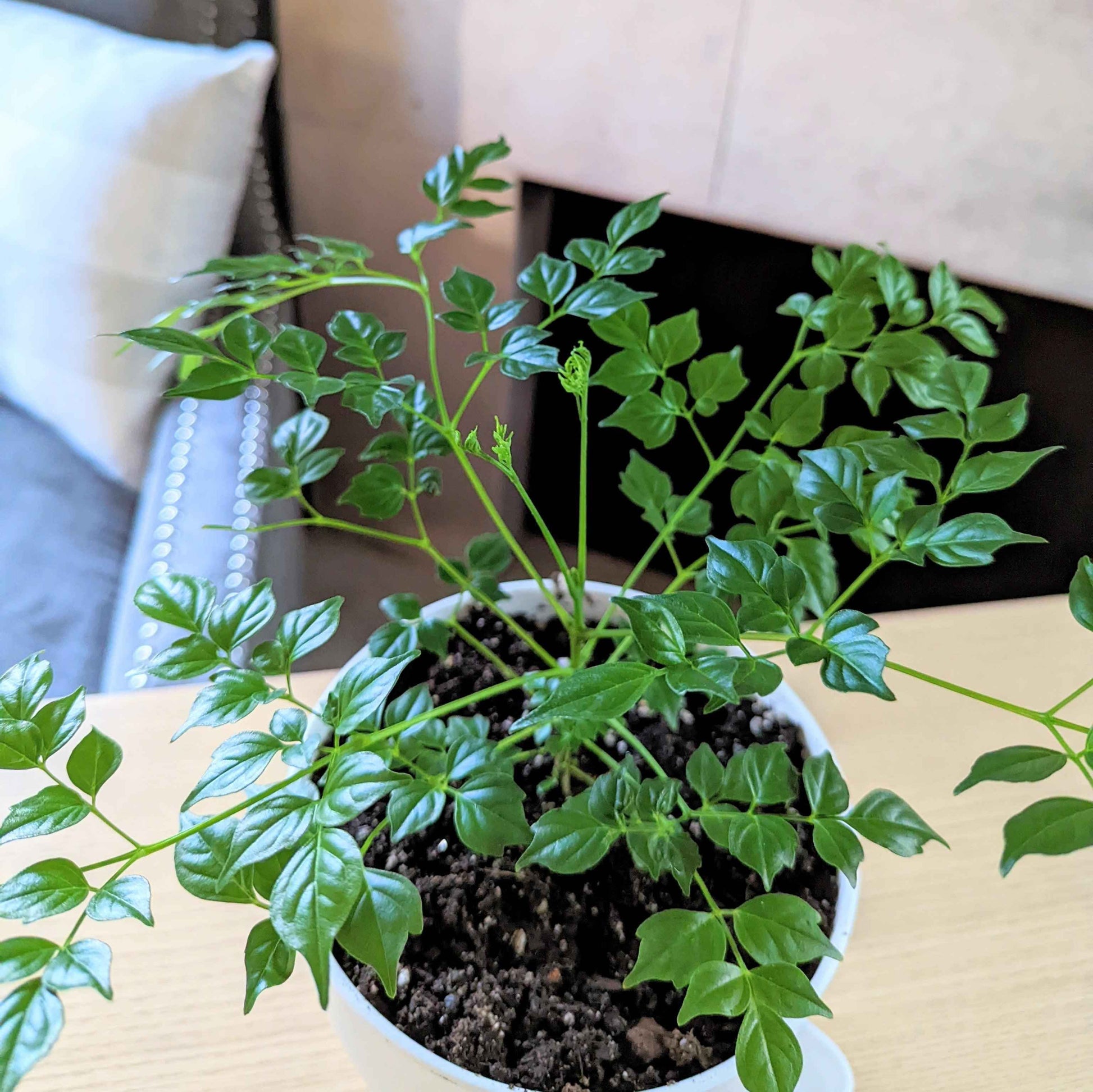Radermachera sinica seedlings in a terracotta pot, green leaves and stems