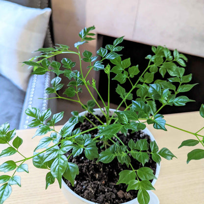 Radermachera sinica seedlings in a terracotta pot, green leaves and stems
