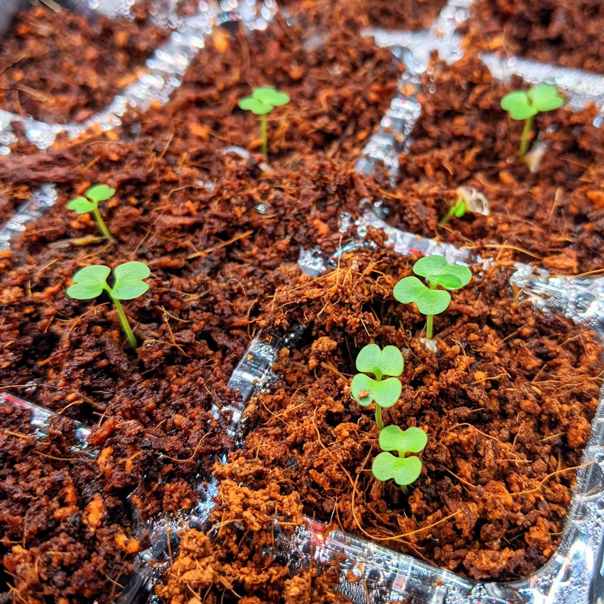 Tiny Radermachera sinica seedlings sprouting in soil tray, small green leaves