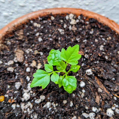 Young Radermachera sinica seedling close-up with bright green leaves