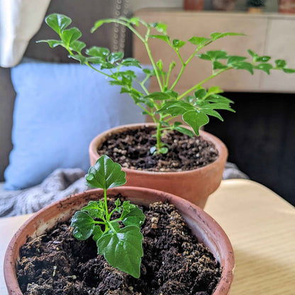 Young Radermachera sinica seedlings growing in terracotta pots