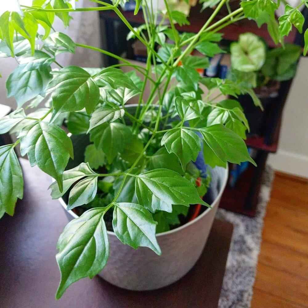 China Doll plant in a pot with bright green, branching leaves