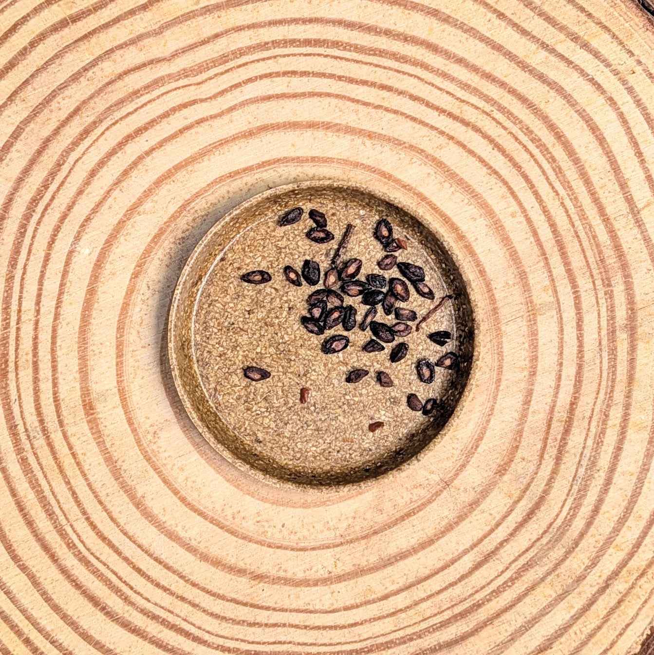 Eucalyptus seeds scattered in a circular tray