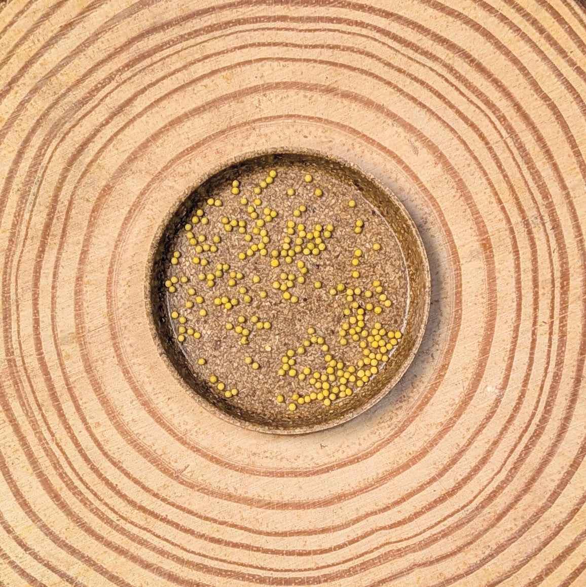 Close-up of small yellow seeds on dark soil