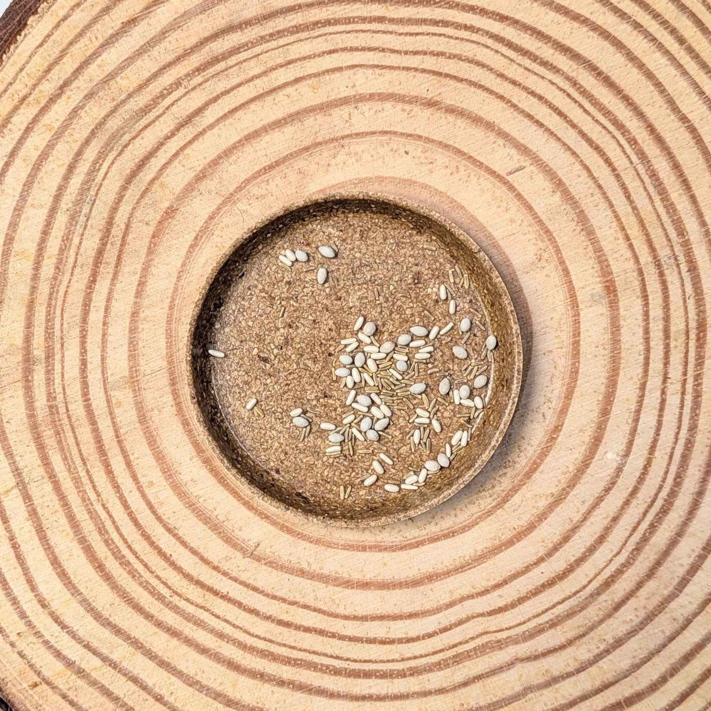 Dusty miller variety mix seeds scattered in a circular pile