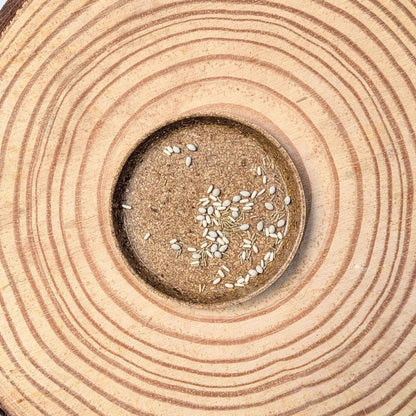 Dusty miller variety mix seeds scattered in a circular pile