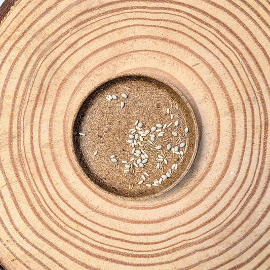 Dusty miller variety mix seeds scattered in a circular pile